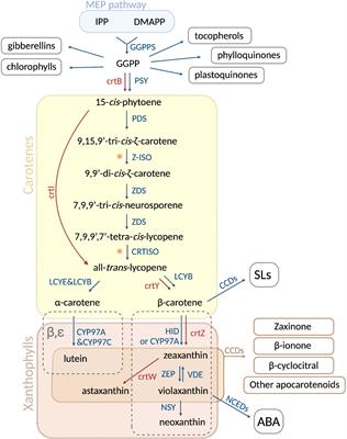 Carotenoid metabolism: New insights and synthetic approaches